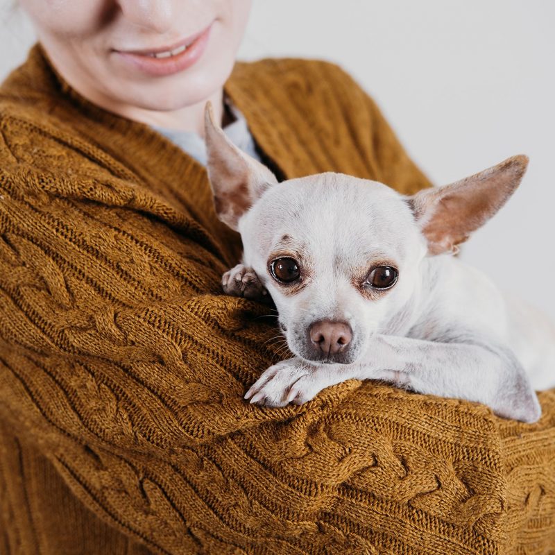 Pet love, homeless dog adoption, caring for a pet and animal concept. Pet Lovers, Animal Lovers. Woman with new pet dog from shelter in her hands. Puppy from shelter in new home.